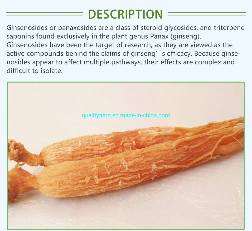 Top Quality Herbs Extract Renshen Ginsenoside Panax Ginseng Root Extract for Immune-Boosting Used in Dietary Supplement