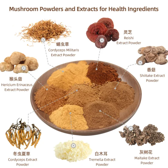 Organic Cordyceps Mushroom Powder Reishi Mushroom Extract Lion′s Mane Mushroom Complex