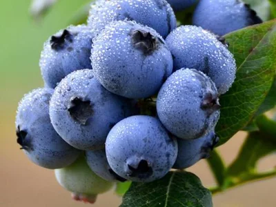 High Anthocyanidin Antioxidant Blueberry Extract Powder